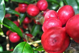 obat wasir alami dari tumbuhan