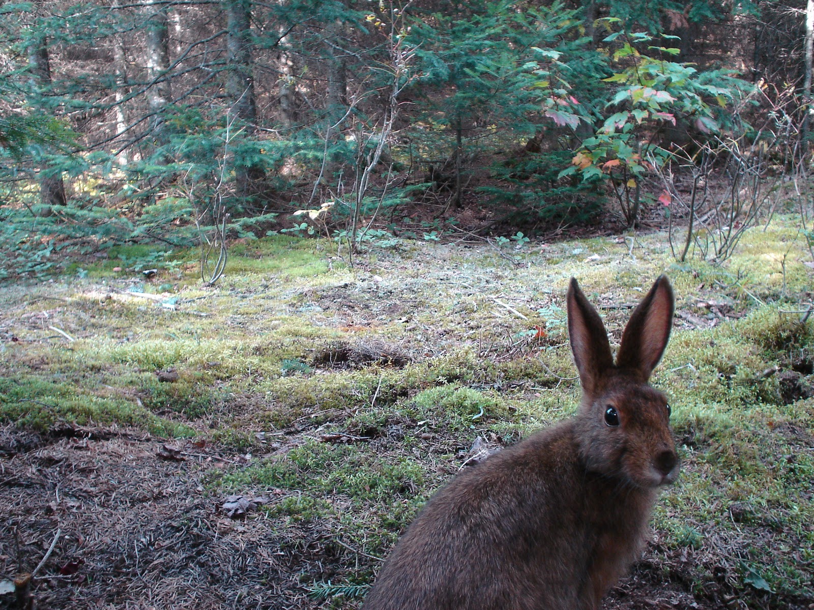 Remote Captures Snowshoe Hare changing color with the season