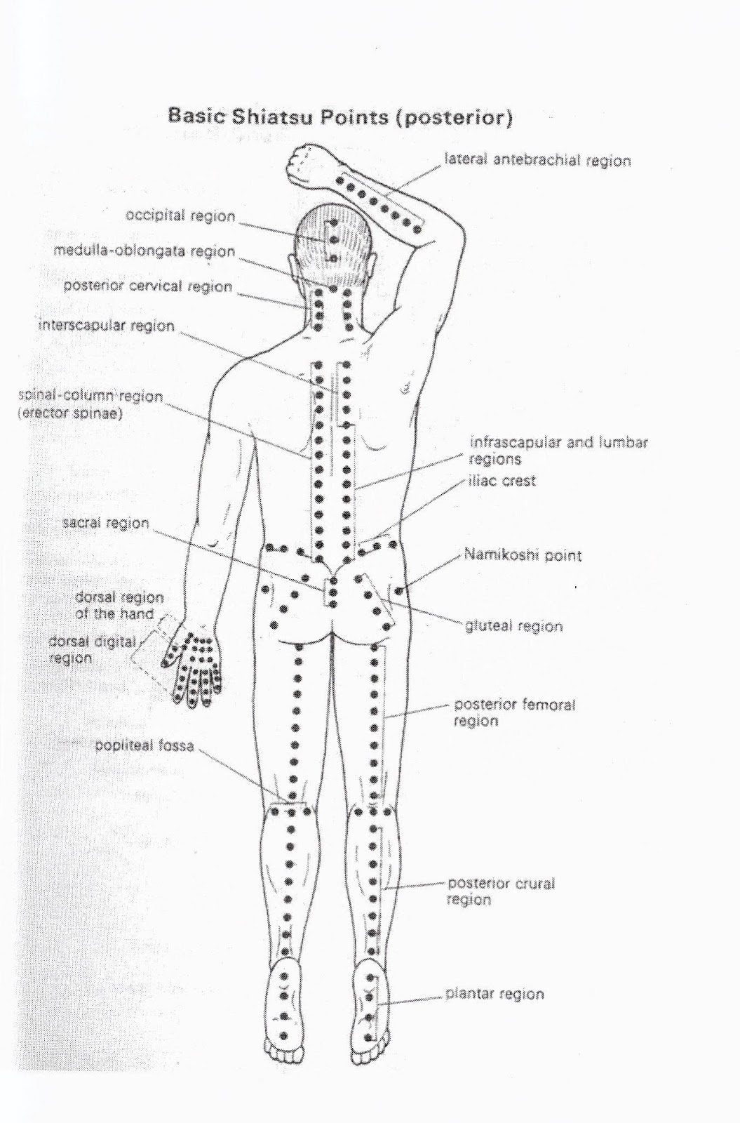 Acupressure Therapy for Beauty and Health - the benefits of vegetable