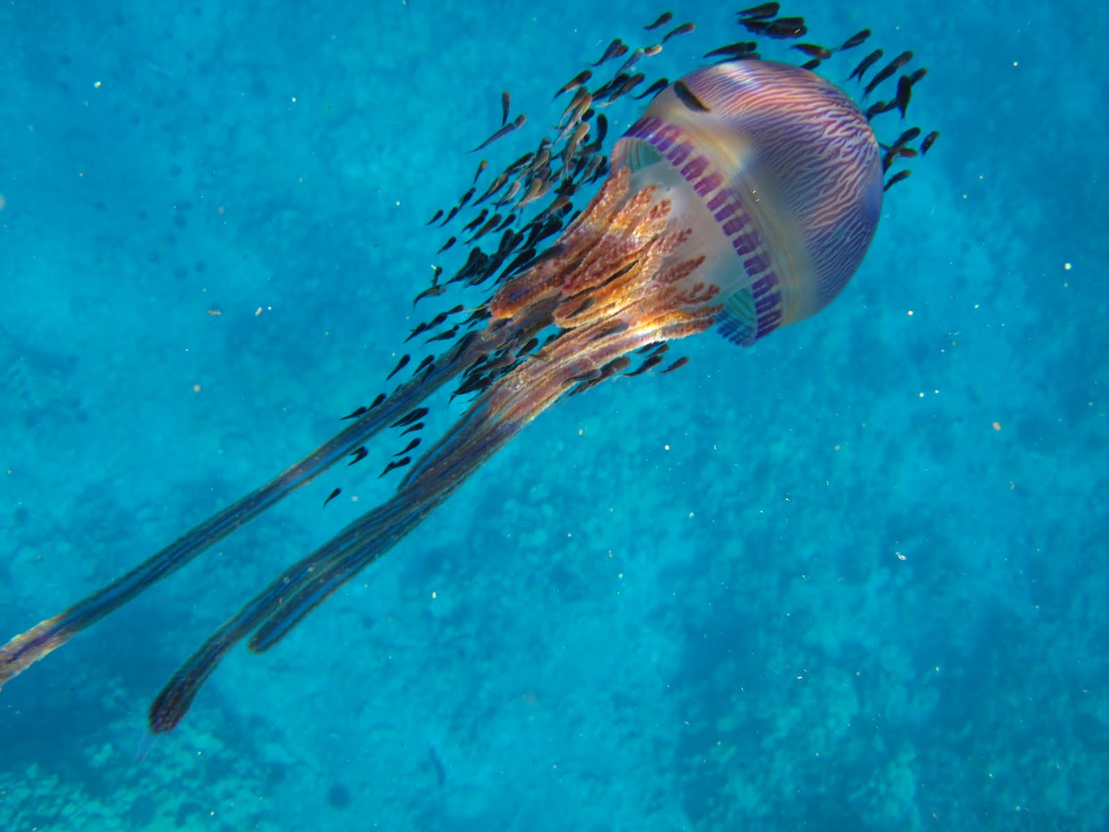 Seaquest Rafting Hawaii: Pelagic Jellyfish