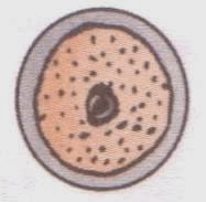 CBSE Class 12 NCERT Biology - Reproduction in Organisms (image of Zygote)