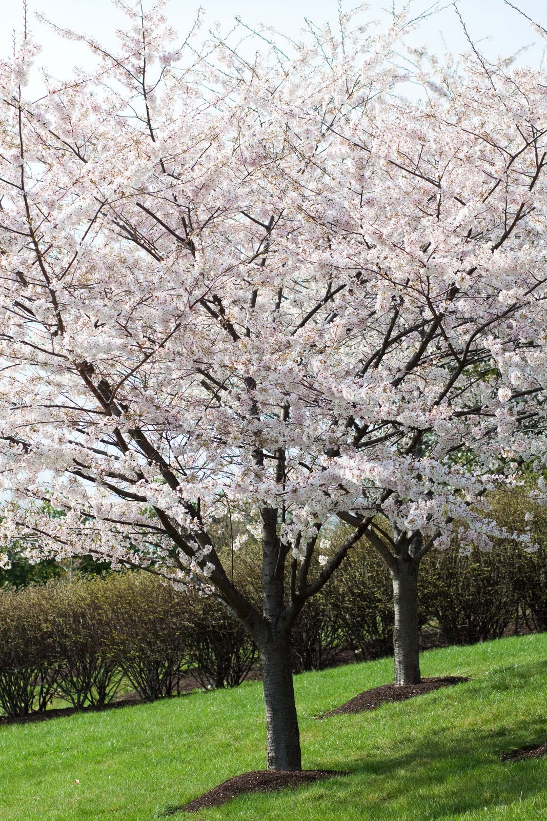 Three Abbotts Cherry Blossoms