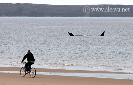 Whale watching from the beach El Doradillo