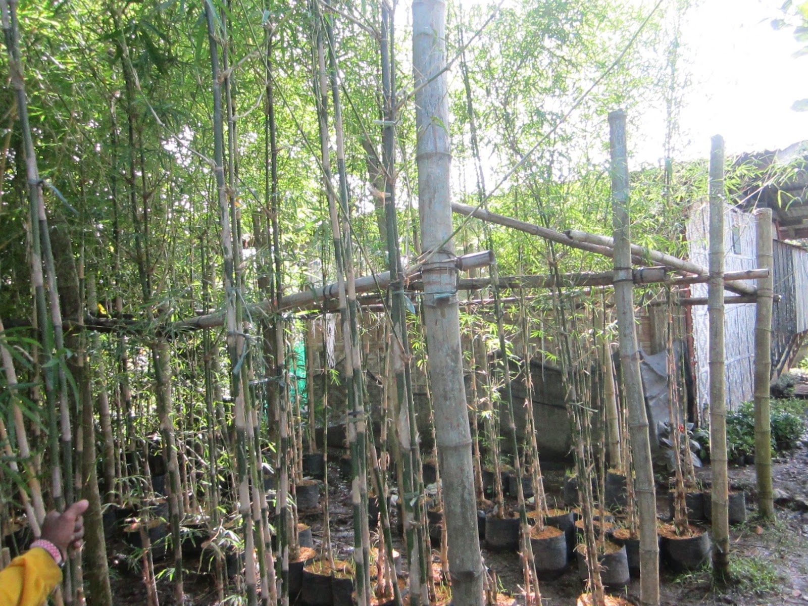 Ornamental Plants For Sale Bamboo For Sale