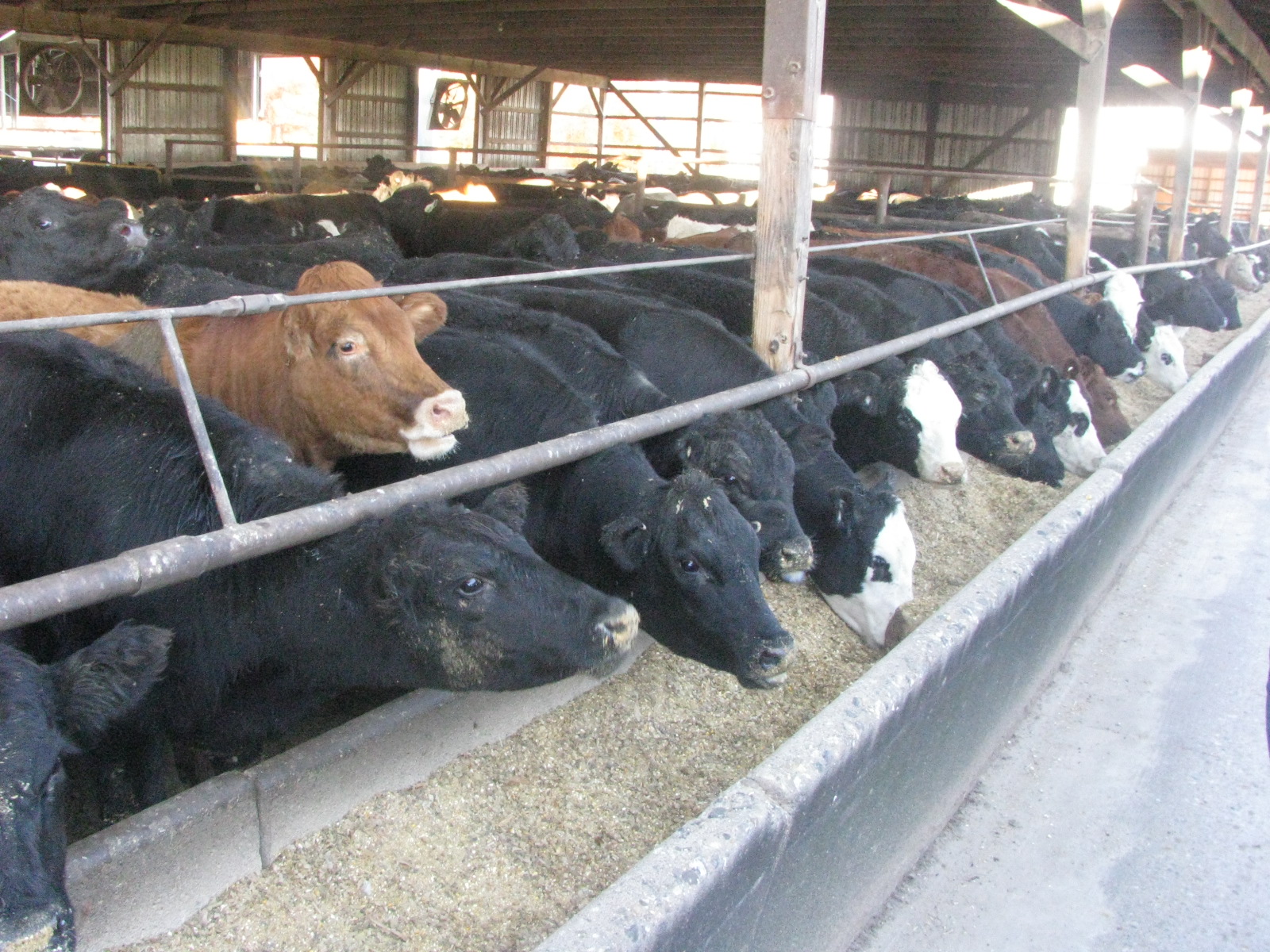 Mom at the Meat Counter More about beef farming
