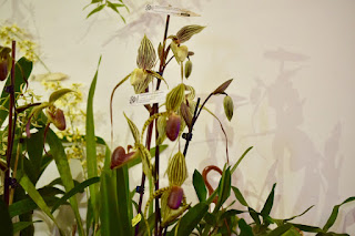 , Mostre primaverili: Horti di Veio e Monteporzio catone 2017, diarid'orchidee