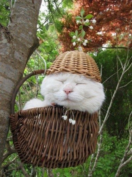 gato blanco en cesta 