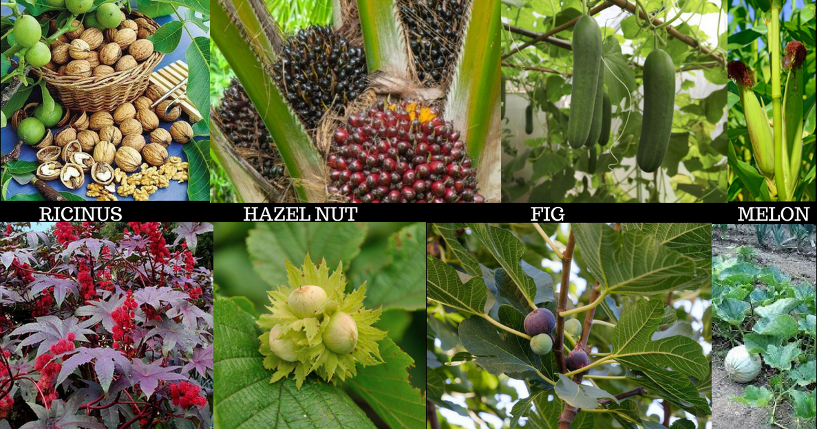 Example of Monoecious Plants