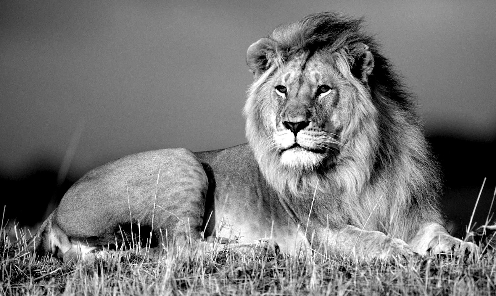 black white lion king