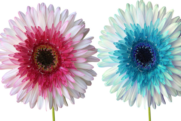 Learn about plants and how they thrive with the color changing flower experiment for kids!  This flower rainbow is made using food coloring and makes a great science fair project for elementary! #rainbowflowers #rainbowflowerexperiment #flowers #colorchangingflowers #flowerexperimentfoodcoloring #flowerexperimentsforkids #dyeingflowers #sciencefairprojects #scienceexperimentskids #growingajeweledrose