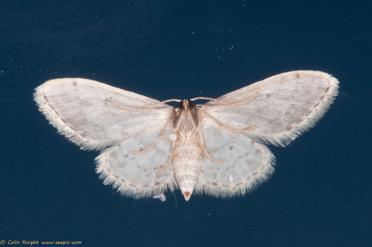 Postcards from Sussex a of moths