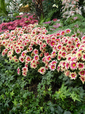 Drift of purple mums at the Allan Gardens Conservatory 2015 Chrysanthemum Show by garden muses-not another Toronto gardening blog