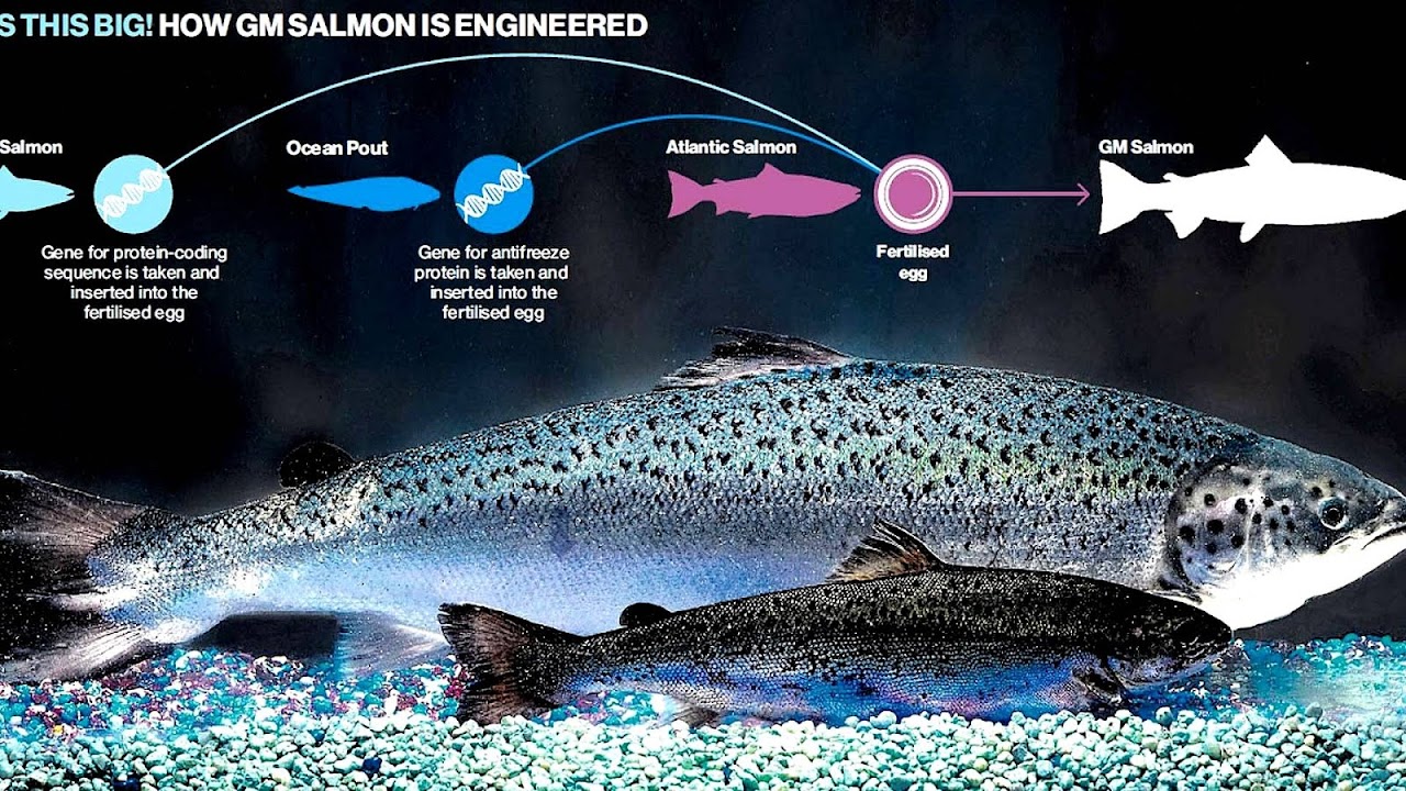 modified fish Fish Choices