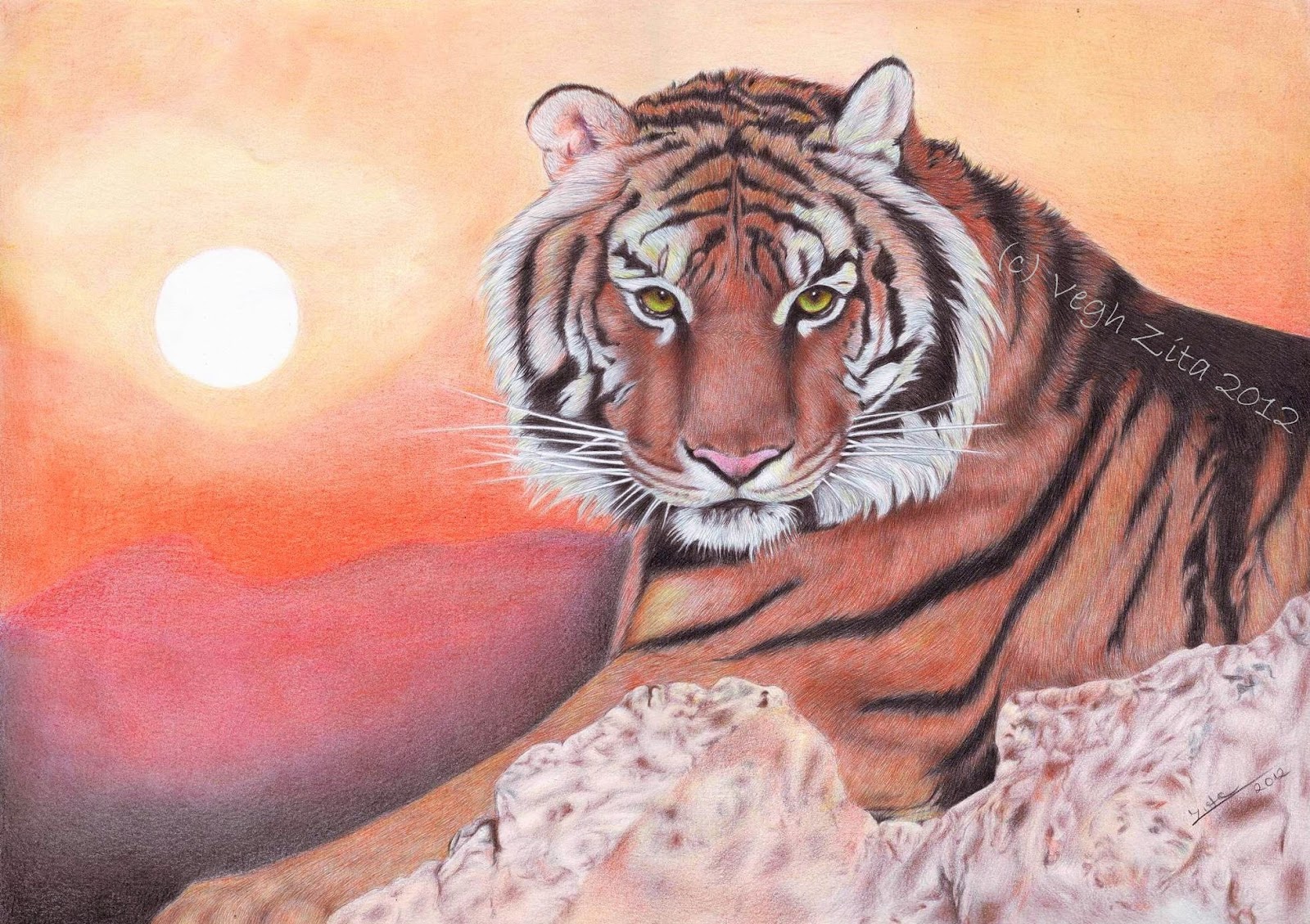 Fotórealista rajzok: Tigris