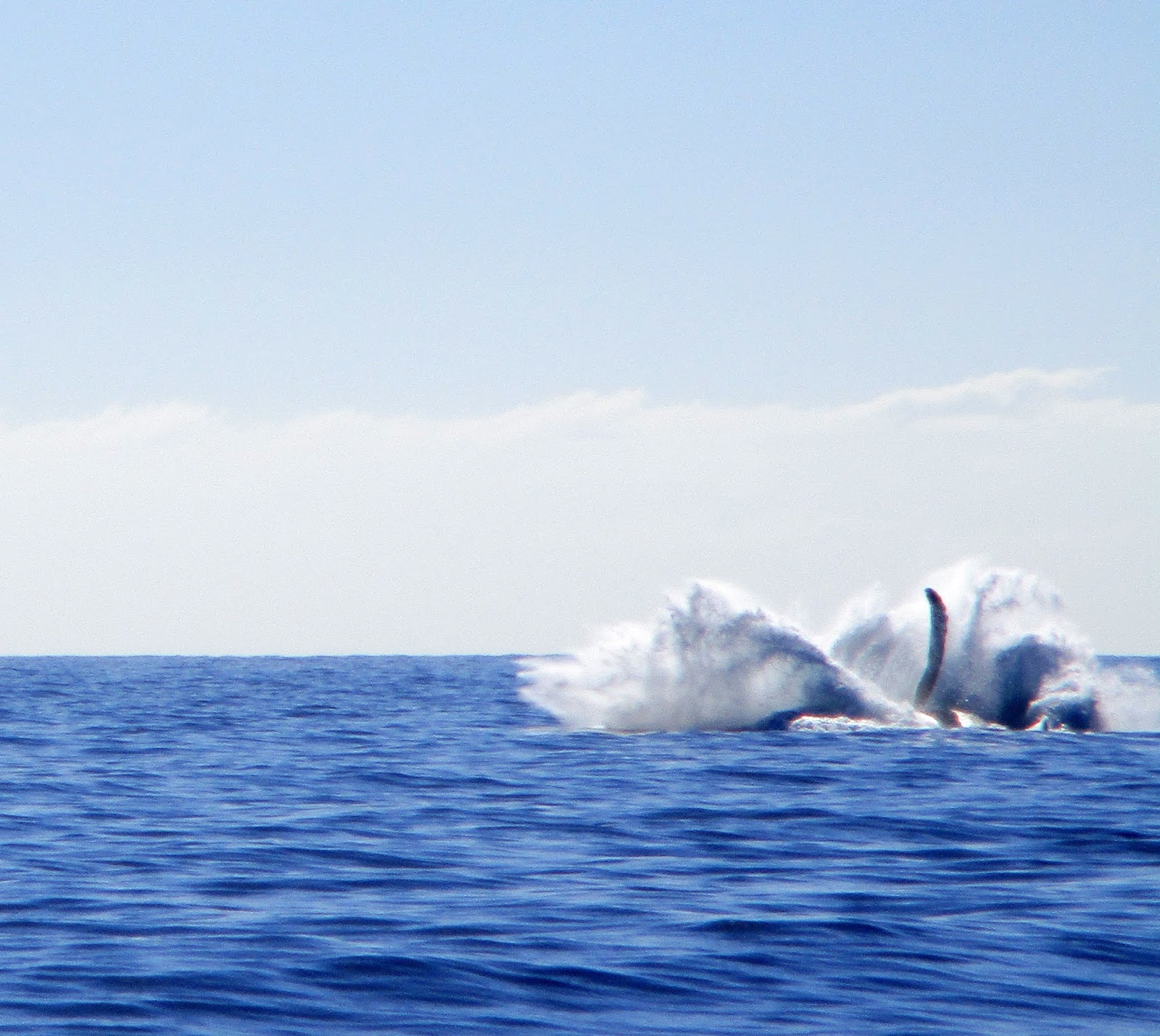 Deb's Days: Cabo San Lucas