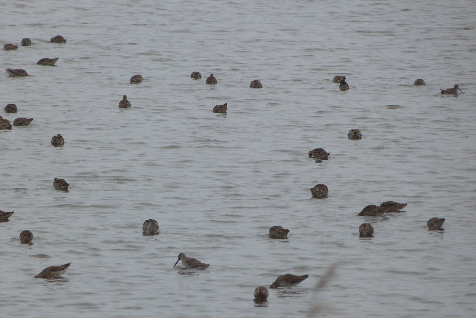 Stromboli's Rolling Log Day 41, Friday May 13, 2016 Matt’s Landing and
