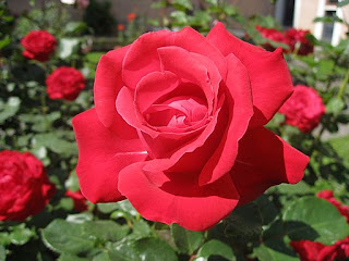 गुलाब का फूल डाउनलोड, गुलाब का फूल फोटो डाउनलोड, दिल के फोटो, गुलाब शायरी, फूल गुलाब, गुलाब के फूल के उपयोग, गुलाब फूल की खेती, कमल के फूल