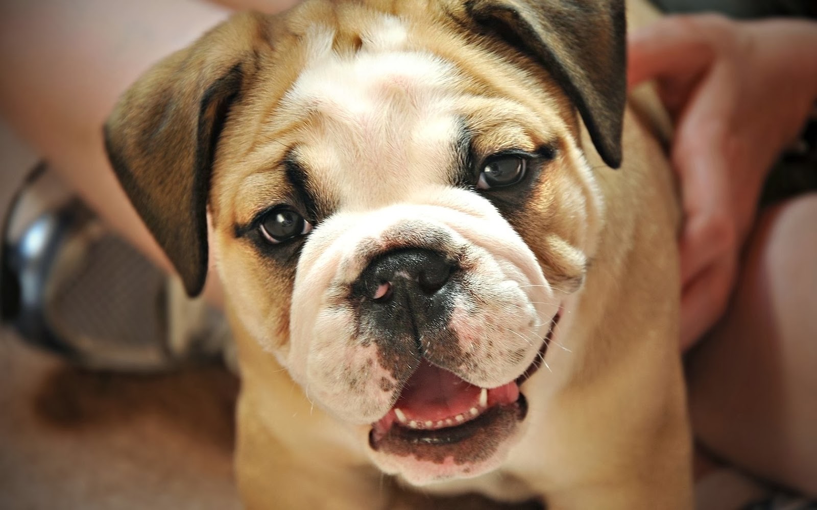 Fotografias de perros domesticos Fotos Bonitas