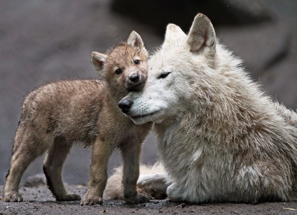 White Wolf : Wolf Pups Snuggle Up To Their Mothers In The Wild (22 Pics)