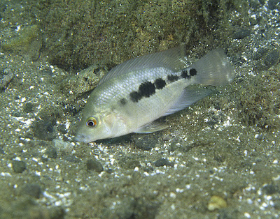 SCUBA dive Amphilophus astorquii Pyrgophorus coronatus Midas cichlid Nicaragua