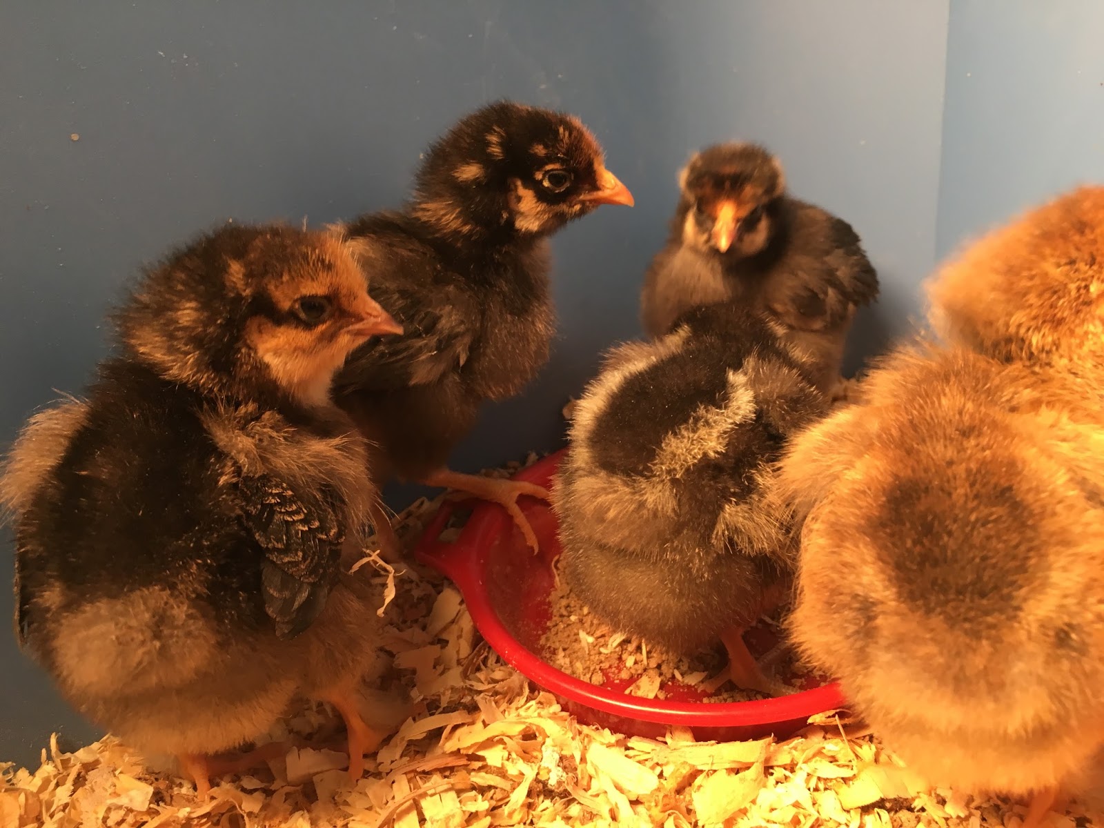 The Backyard Barnyard Feed Store Chick Buying Guide Part 2 Choosing