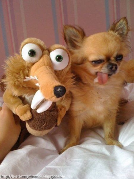 Funny dog with a toy