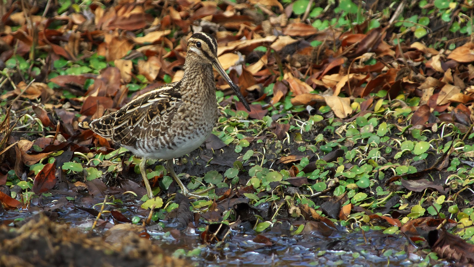 トウバンディクート (Perameles Gunnii) が餌を探します。 スティーブ・カウフマン/ゲッティイメージズ