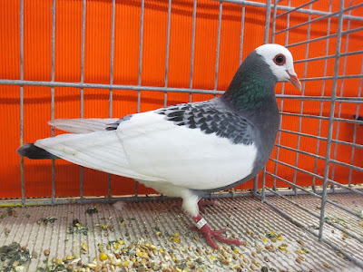 Bernhardin Magpie Bernhardin Magpie - color pigeons - blue pigeons