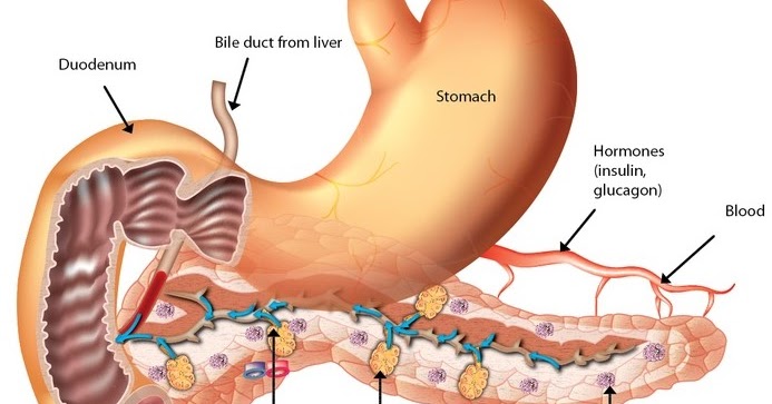Biology : Structure,Function Of Pancreas
