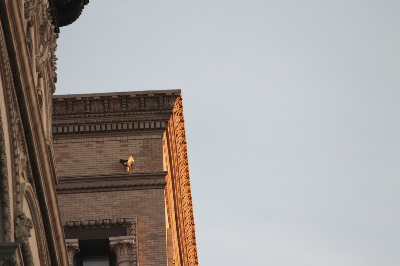 Hawks and Architecture A Redtailed Hawk Tour of Washington Square