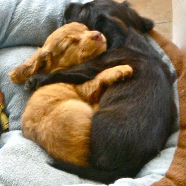 Cute dogs - part 8 (50 pics), puppies sleeping and hugging