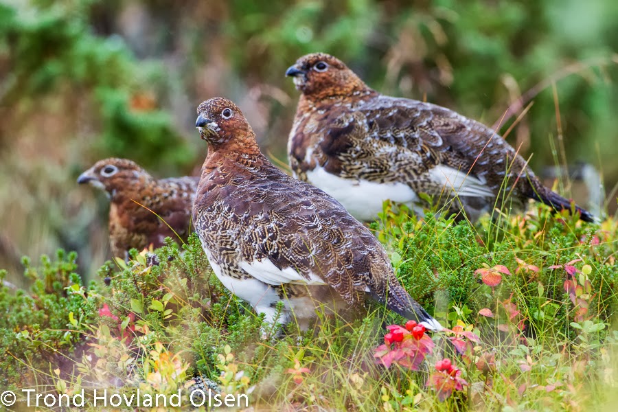 Naturbilder : Høstferie og ryper i høstfjellet
