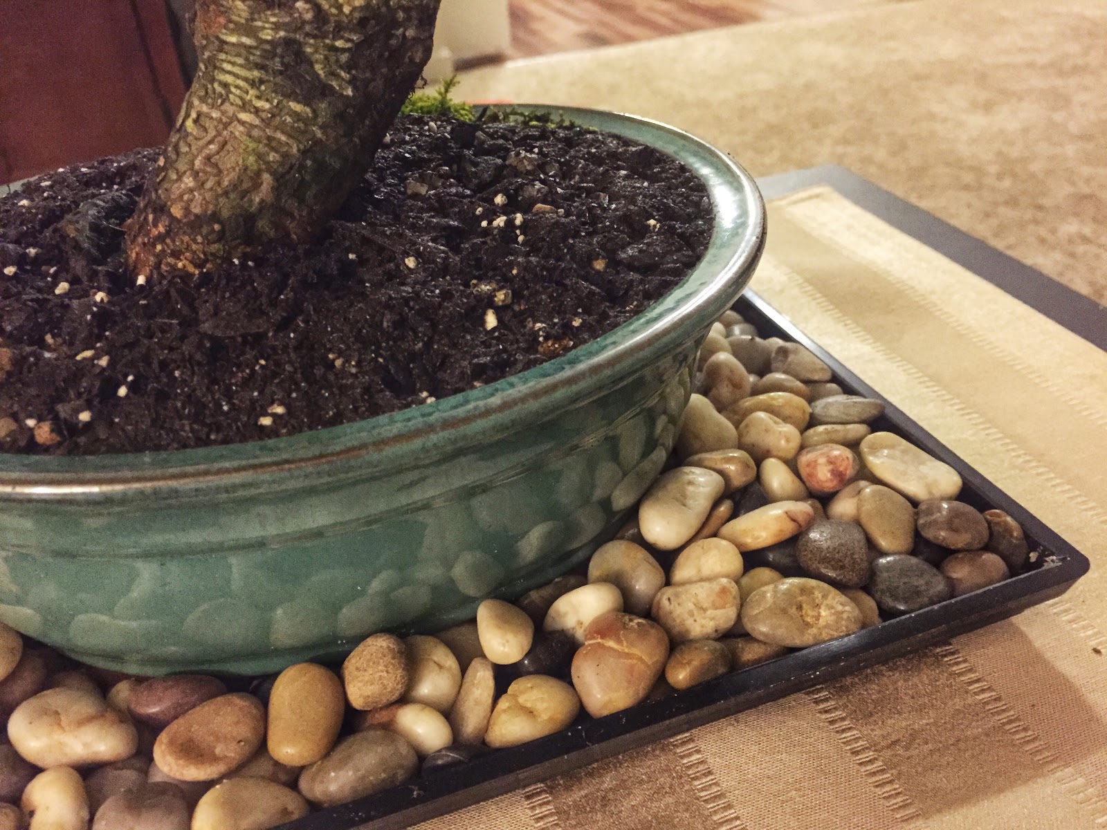 succulent mix on top of bonsai soil