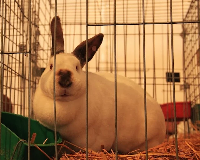 Fotos:Conejos en exposicion