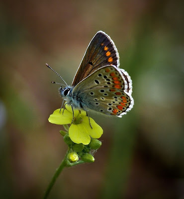 Hermosa mariposa sobre una flor - Butterfly