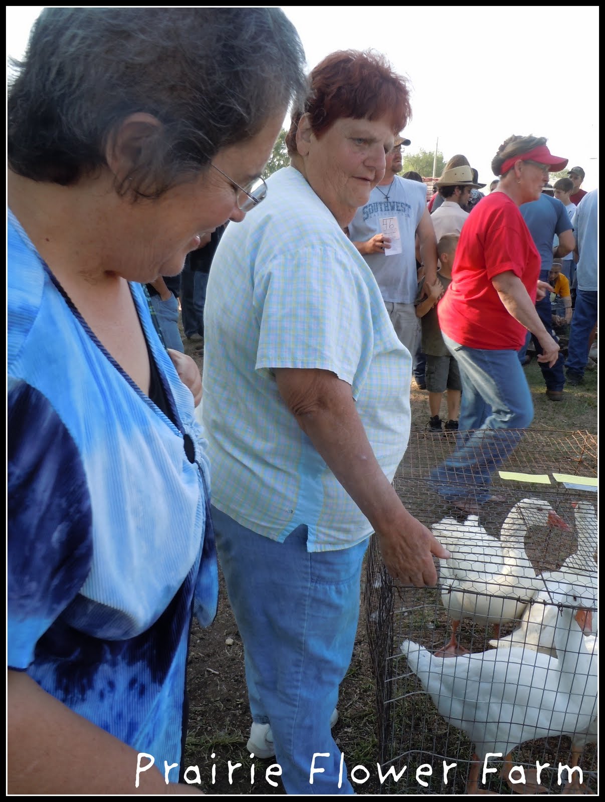 Prairie Flower Farm If you would have gone to the Amish Yoder Chicken
