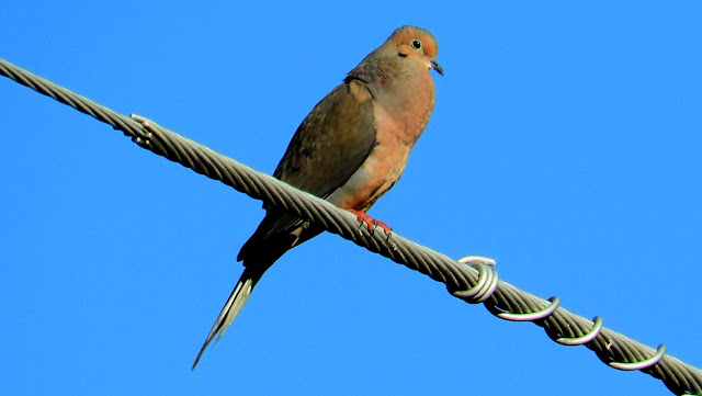 Mourning Dove Coo Call