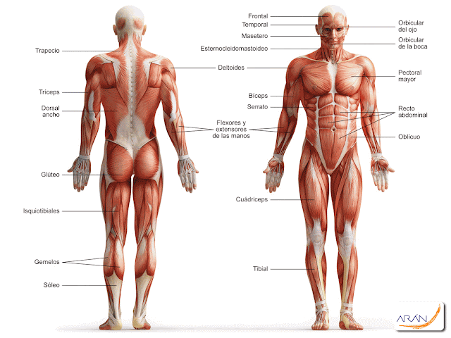 Resultado de imagen de aparato locomotor