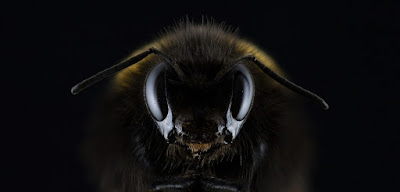 abeja vista frontal