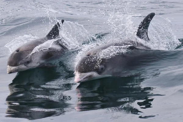 White-beaked dolphins by Martin Kitching - Photo copyright Martin Kitching (All rights reserved)