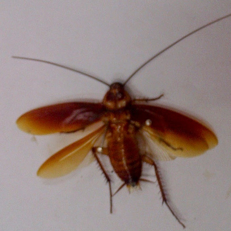 Roaches Morphology and anatomy of cockroach Roaches Morphology and anatomy of cockroach