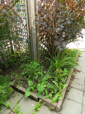 Toronto Leslieville Front Garden Cleanup Before by Paul Jung Gardening Services--a Toronto Gardening Company Toronto Leslieville Front Garden Cleanup Before by Paul Jung Gardening Services--a Toronto Gardening Company