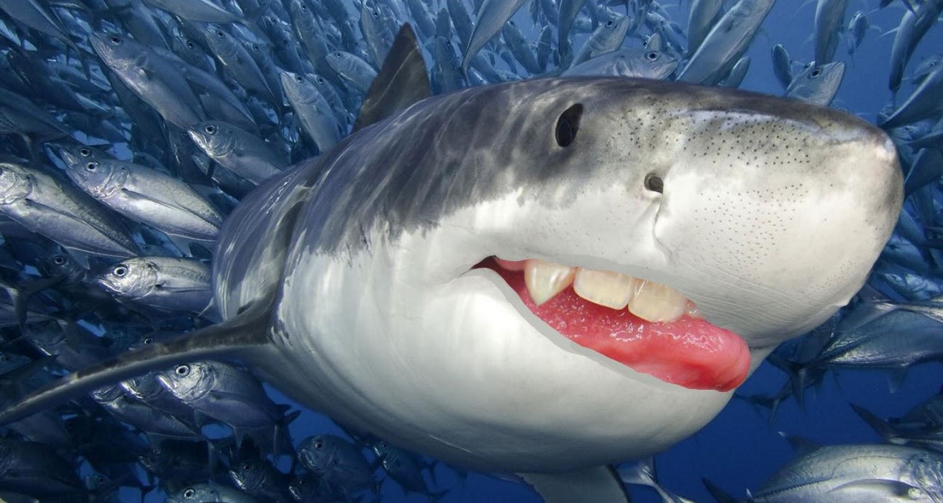 Tafsir Mimpi Ikan Lele Jadi anda tidak perlu mencari