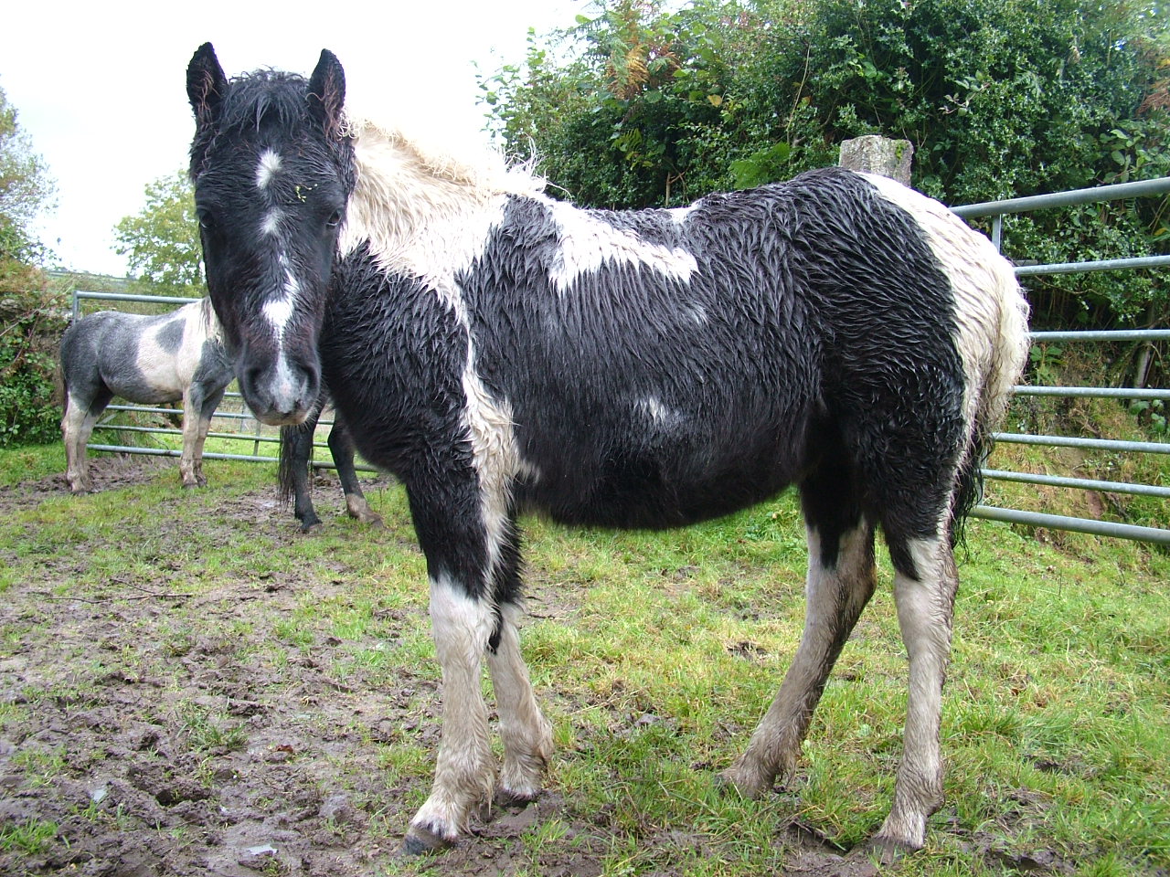 Dartmoor Pony Training Centre Rehoming Blog