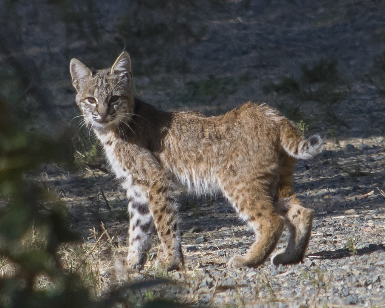 Bobcat Rocklin Wildlife