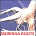  Are moringa roots poisonous?