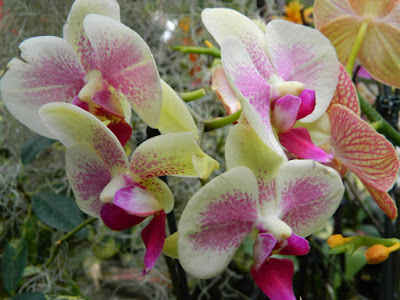 Phalaenopsis Moth Orchid hybrid at the Allan Gardens Conservatory 2016 Spring Flower Show by garden muses-not another Toronto gardening blog