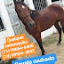 Cavalo é roubado em Mundo Novo