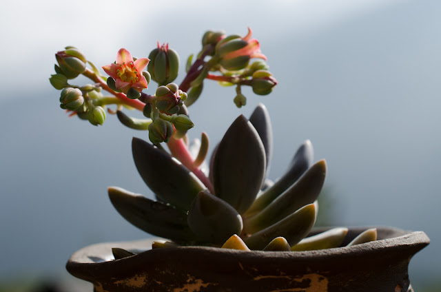 ESCHEVERIA LAUII