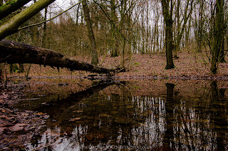 Spiegelung Natur Uentroper Wald Nikon